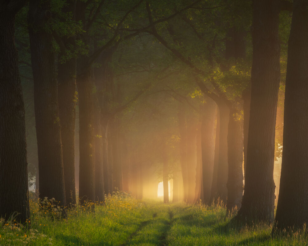 Laantje met zonnestralen