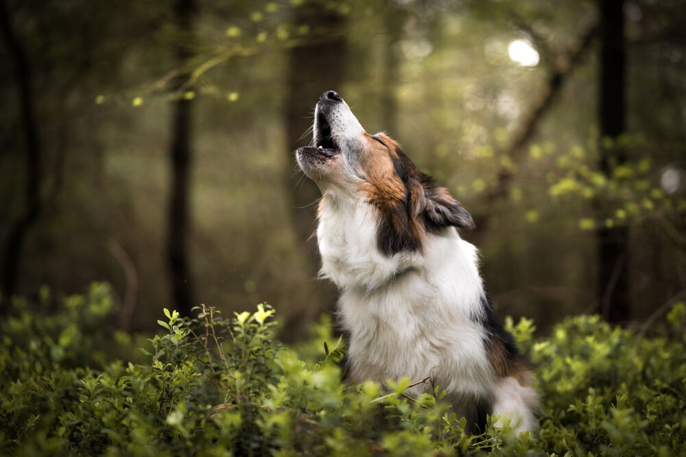 Huilende Border Collie