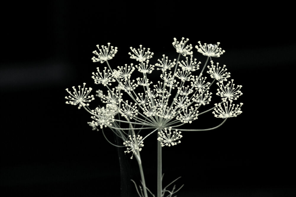 Black and white wildflower