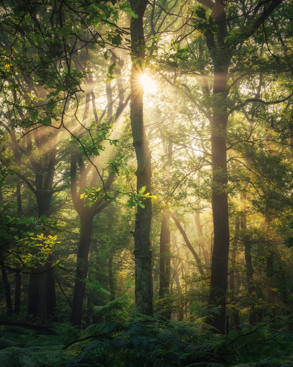 Lichtstralen in een groen bos