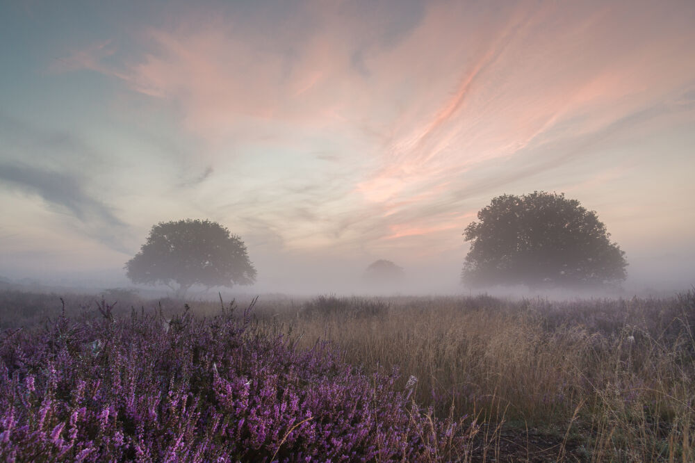 Heather in the morning