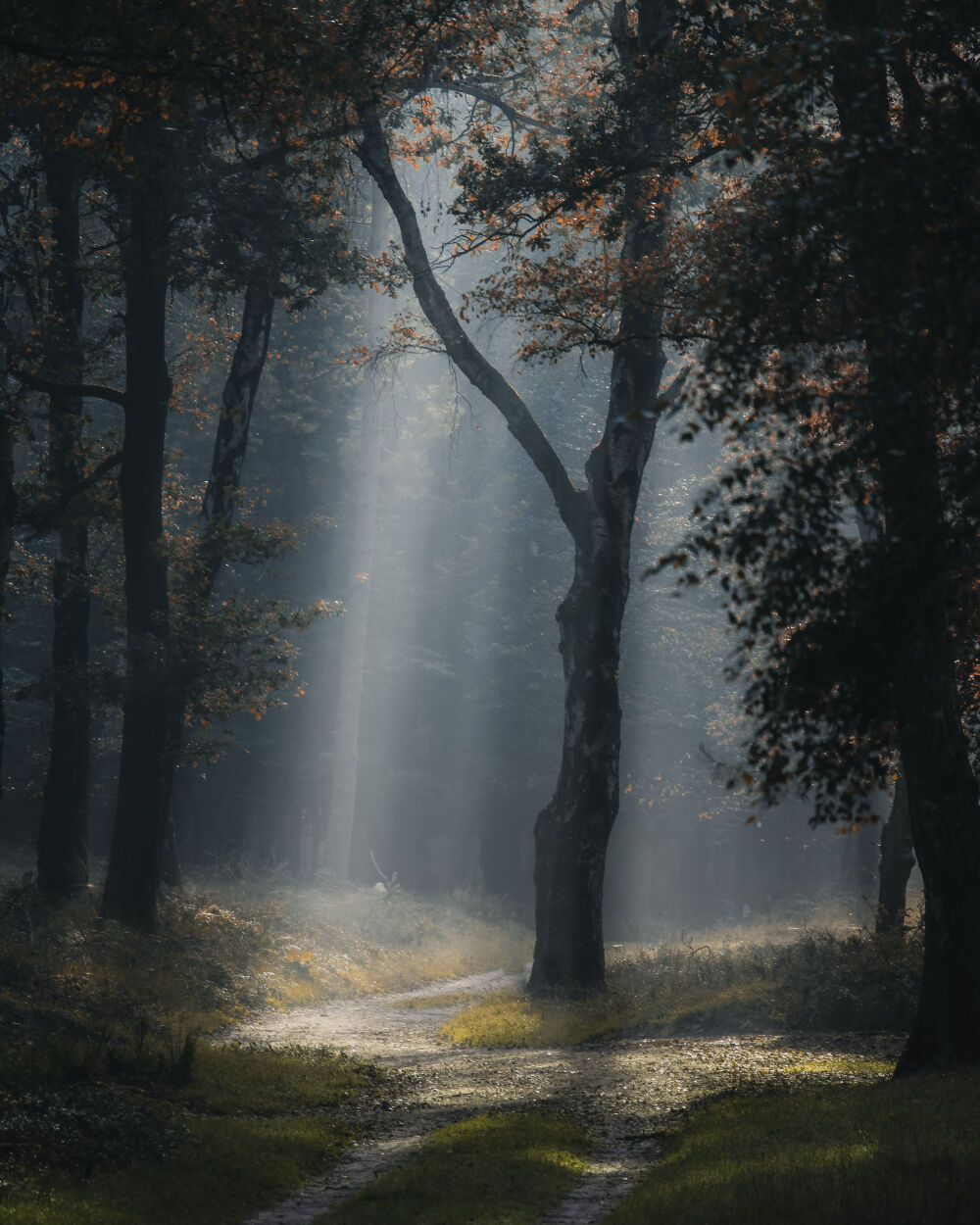 Forest sunrays