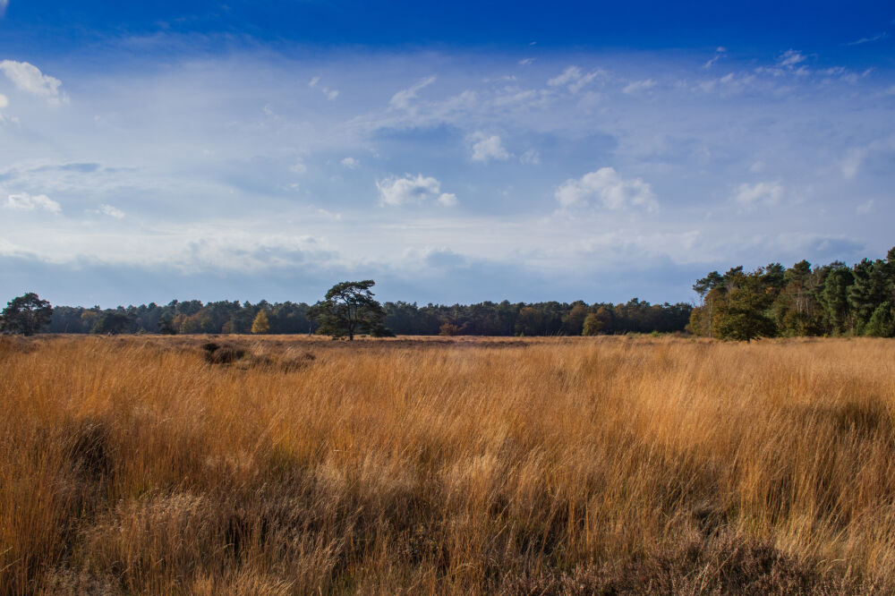 Loonse en Drunense duinen - 2