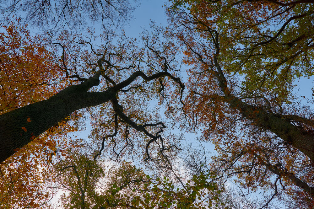 Boomtoppen tegen blauwe lucht