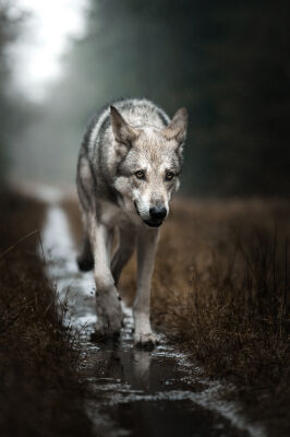 Wolfhond te voet