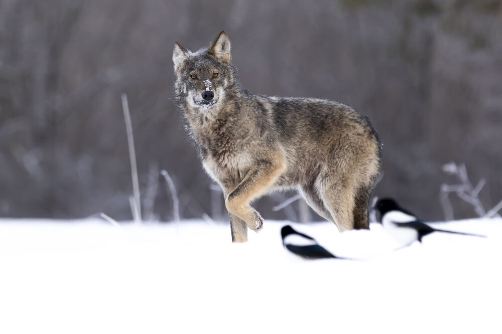 Wolf art (serie: wilde wolven in de sneeuw)