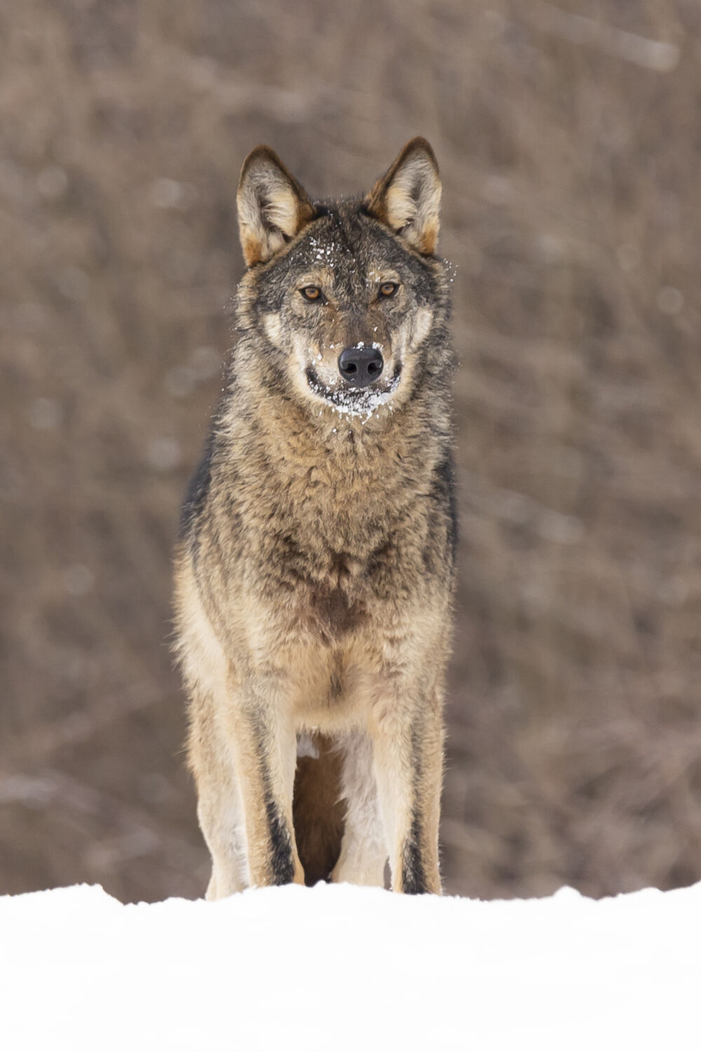 Wolf art (serie: wilde wolven in de sneeuw)