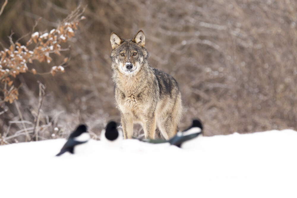 Wolf art (serie: wilde wolven in de sneeuw)