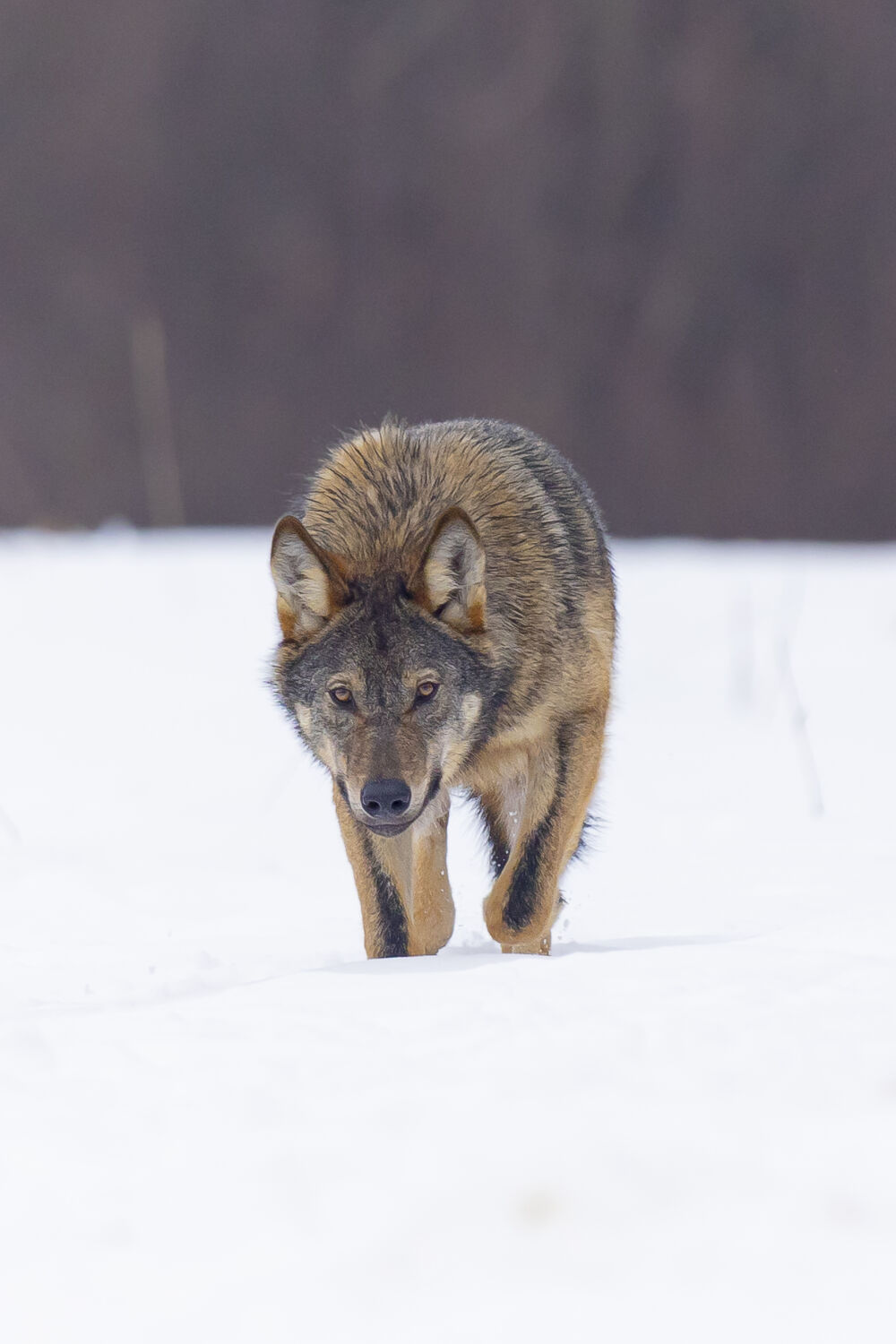 Wolf art (serie: wilde wolven in de sneeuw)