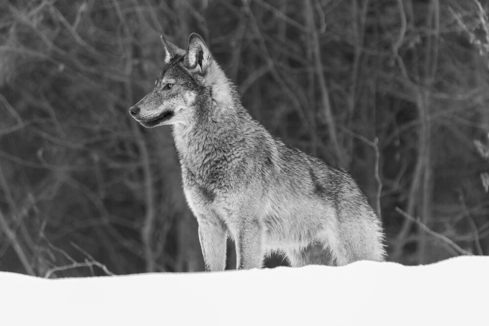 Wolf art (serie: wilde wolven in de sneeuw)