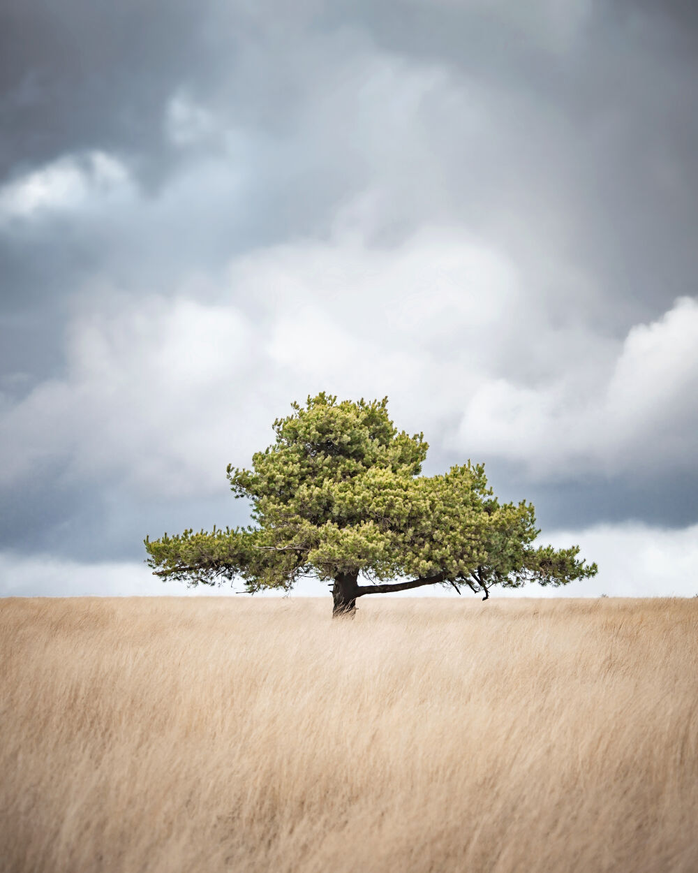 Grove den op de Terletse Heide