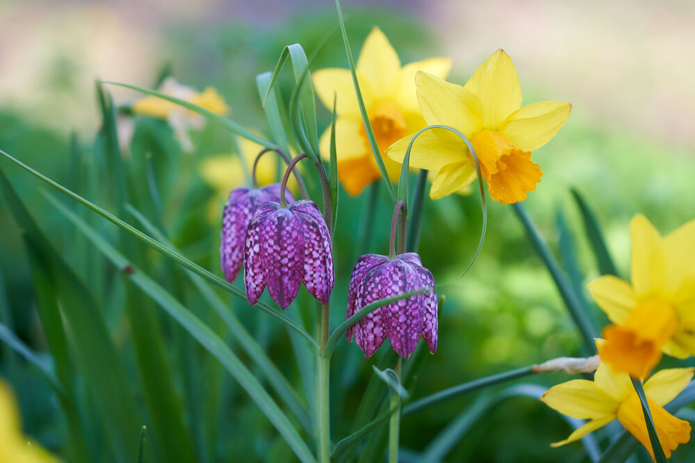 Kievitsbloemen voor narcissen