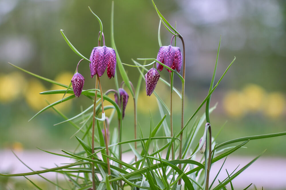 Kievitsbloemen