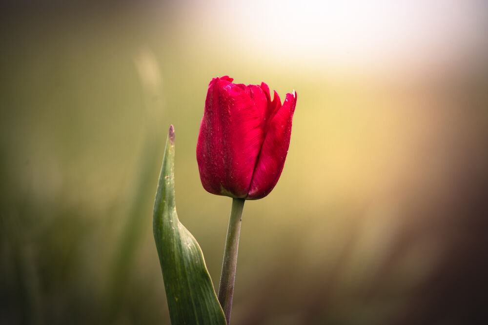 Red Tulip