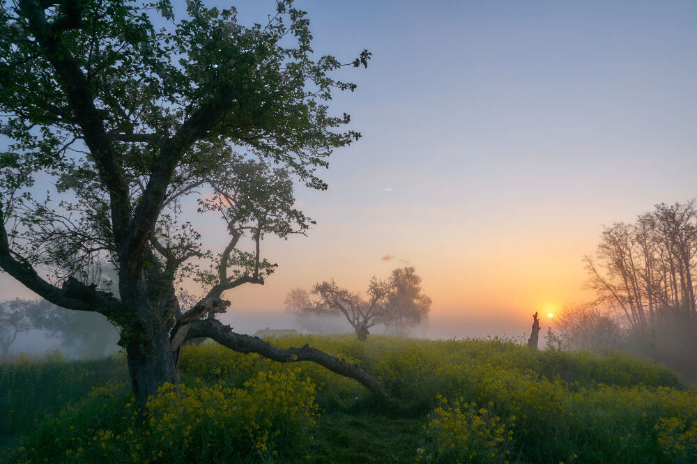 Zonsopkomst op een mistige ochtend