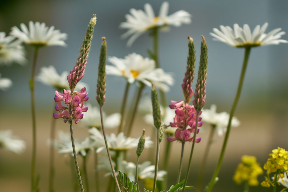 Wilde bloemen