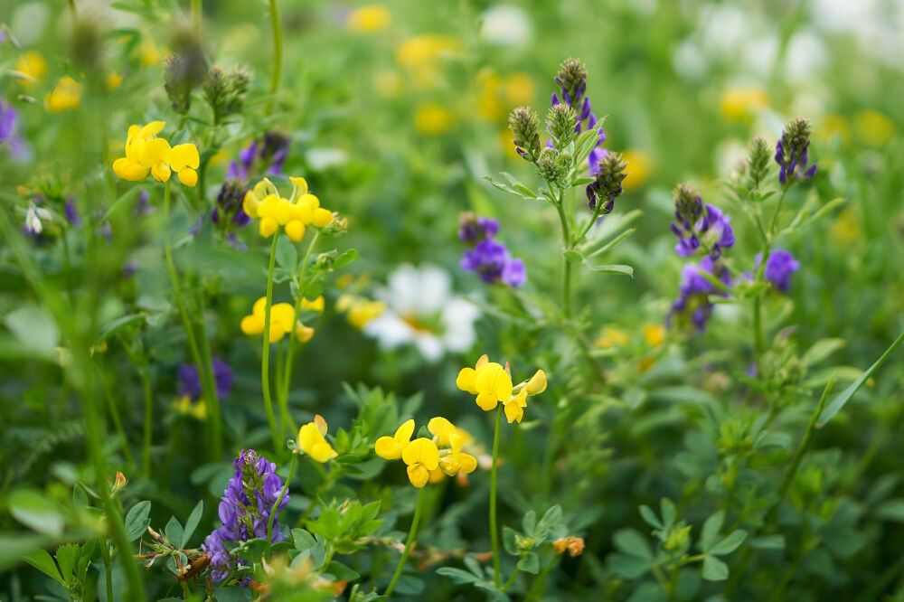 Wilde bloemen