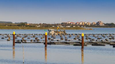 Grevelingenmeer: oester- of mosselteelt