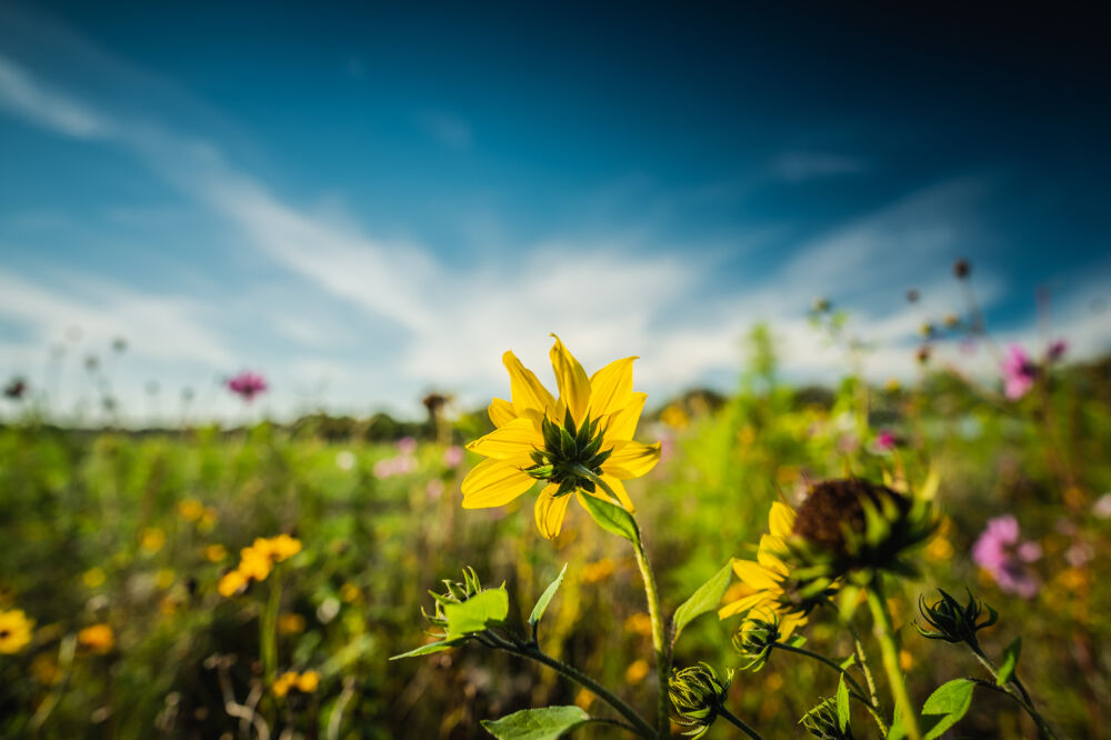 Kleurrijke bloemenborder