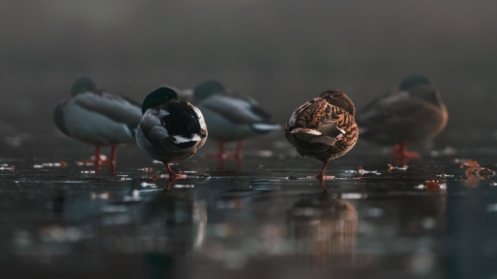 Mallards