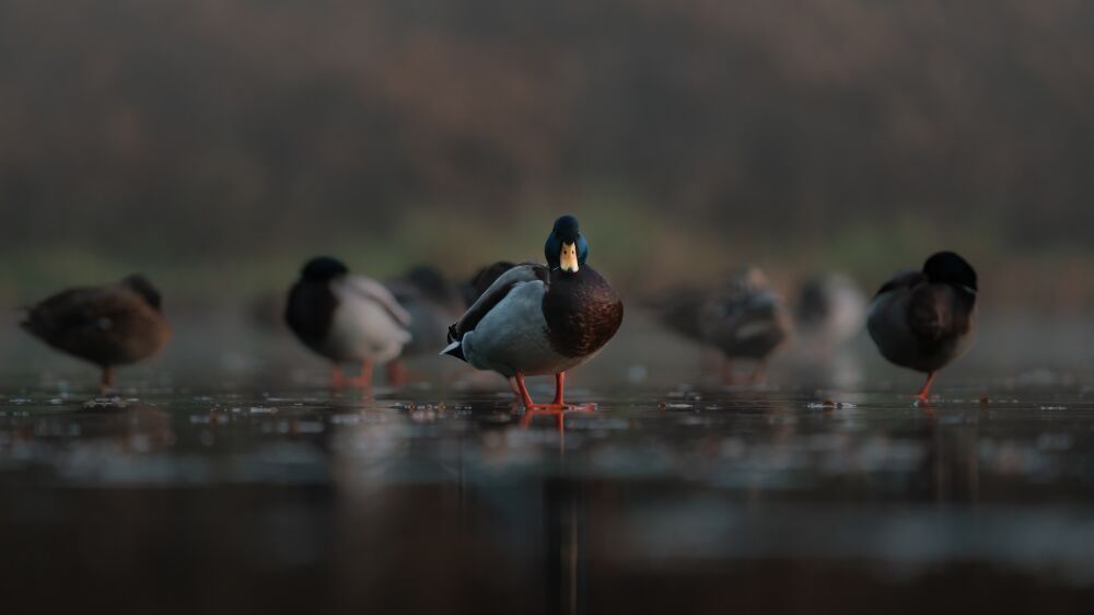 Mallard