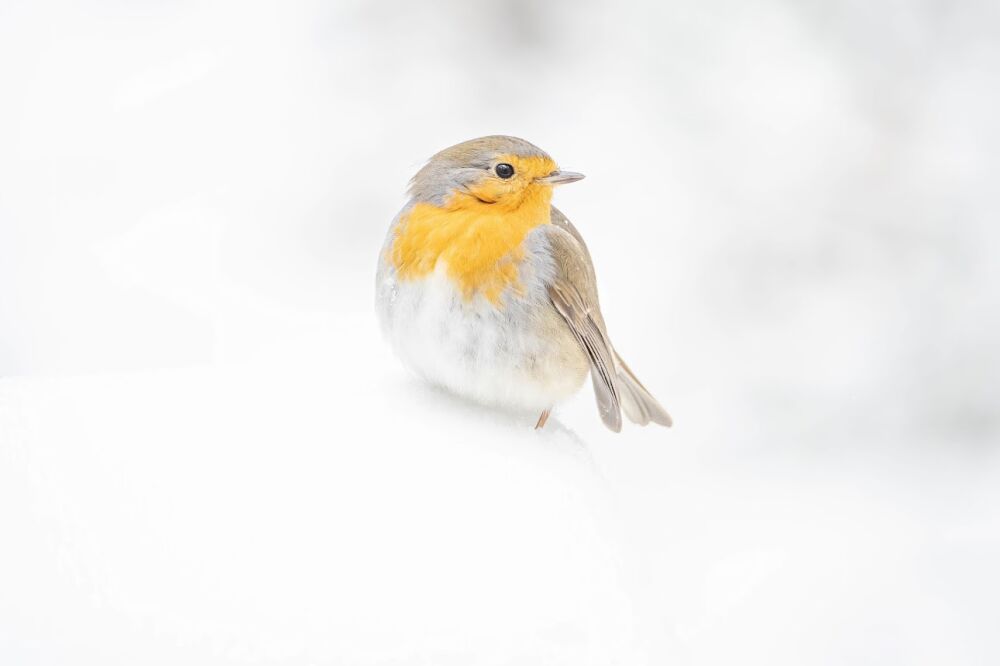 Roodborst in sneeuw 