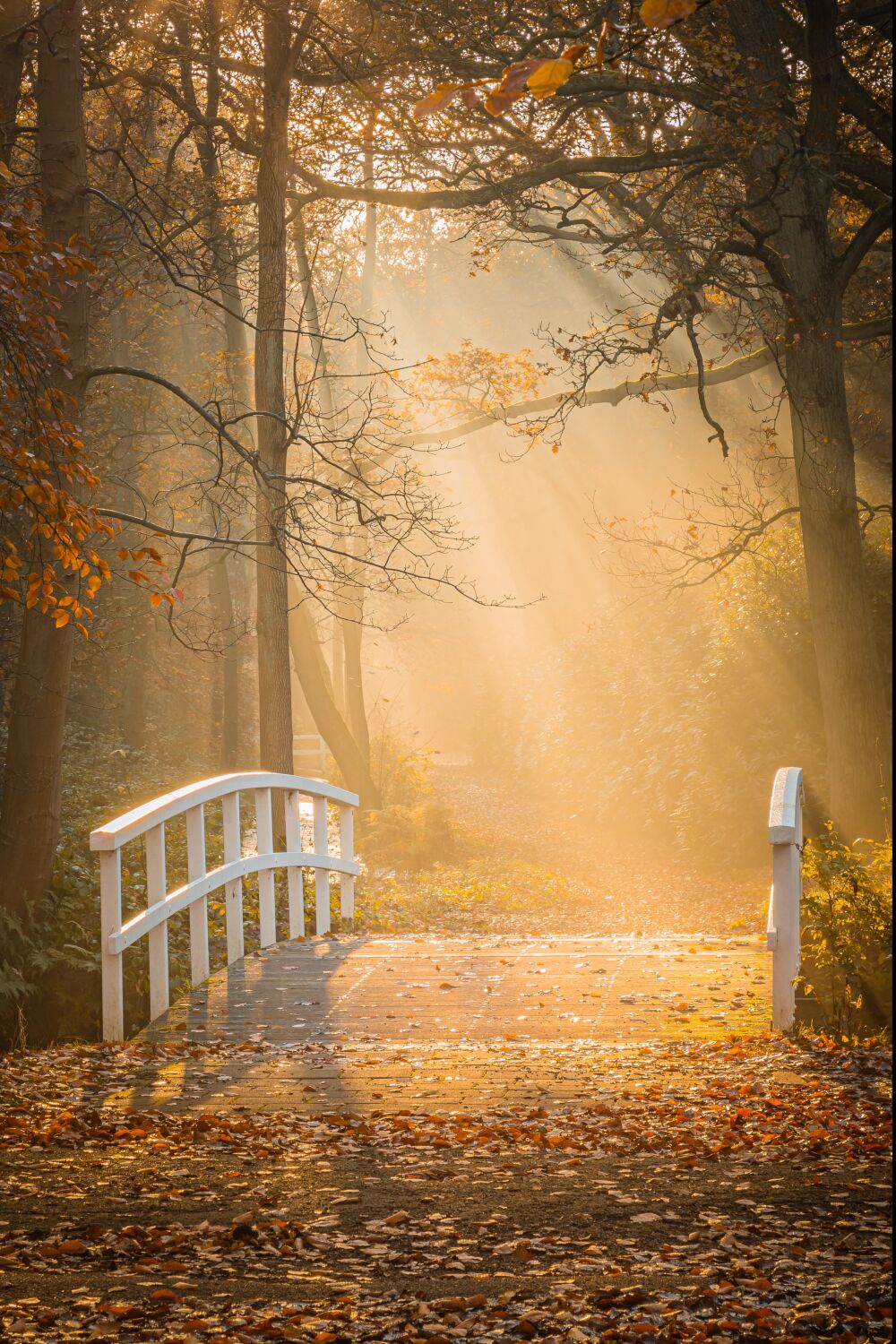 Mystieke herfstochtend met zonnestralen over brug in Clingendael