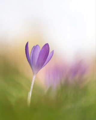 Paarse krokus in de ochtend