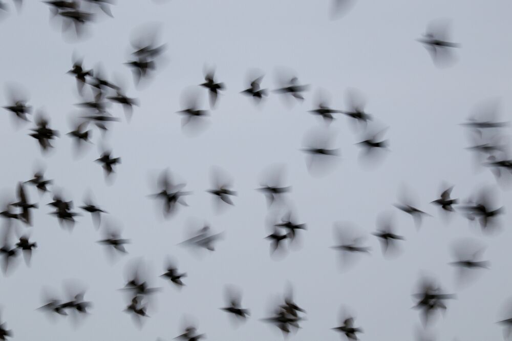 Heel veel vliegende spreeuwen, gemaakt met een voor vogelfotografie lange sluitertijd