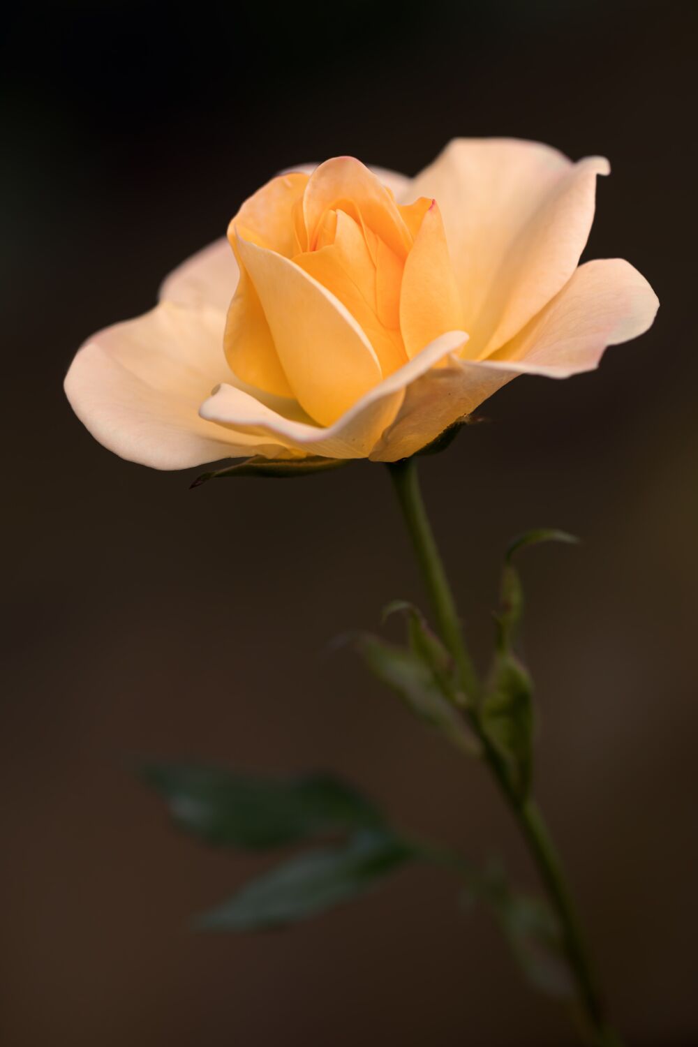 Een oranje gele roos