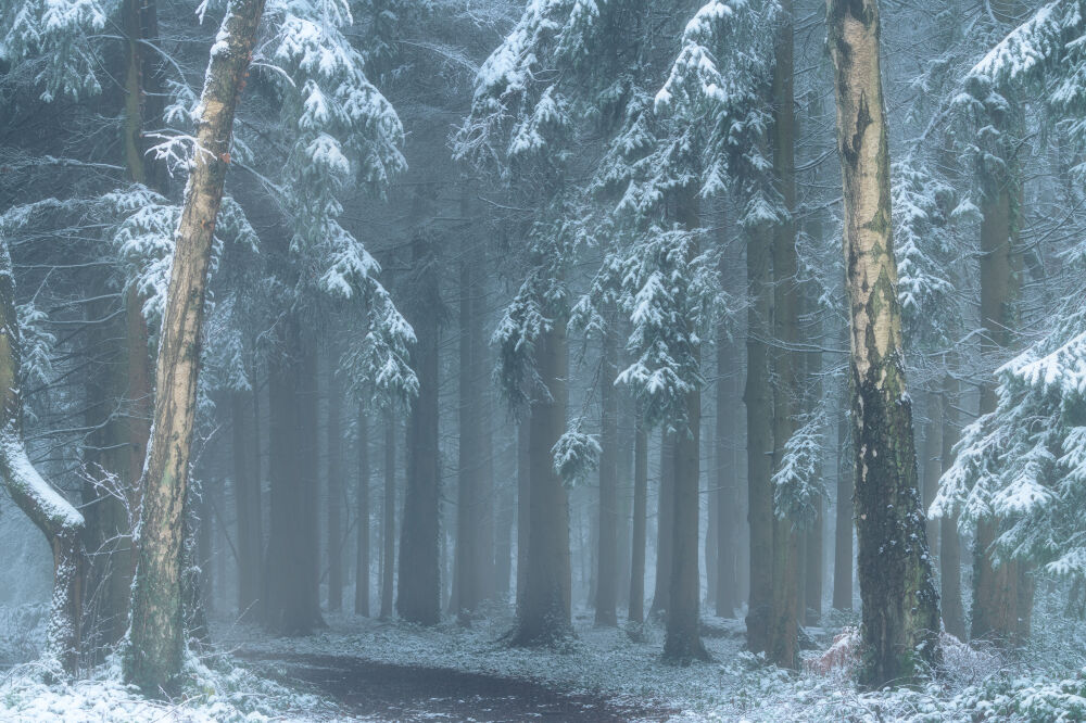 Sneeuw in de bossen van Zuid Limburg