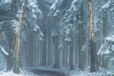 Sneeuw in de bossen van Zuid Limburg