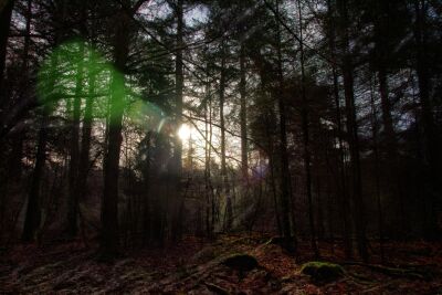 Zonlicht in het bos