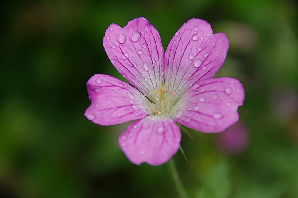 Een geranium (roze ooievaarsbek) na een regenbui.