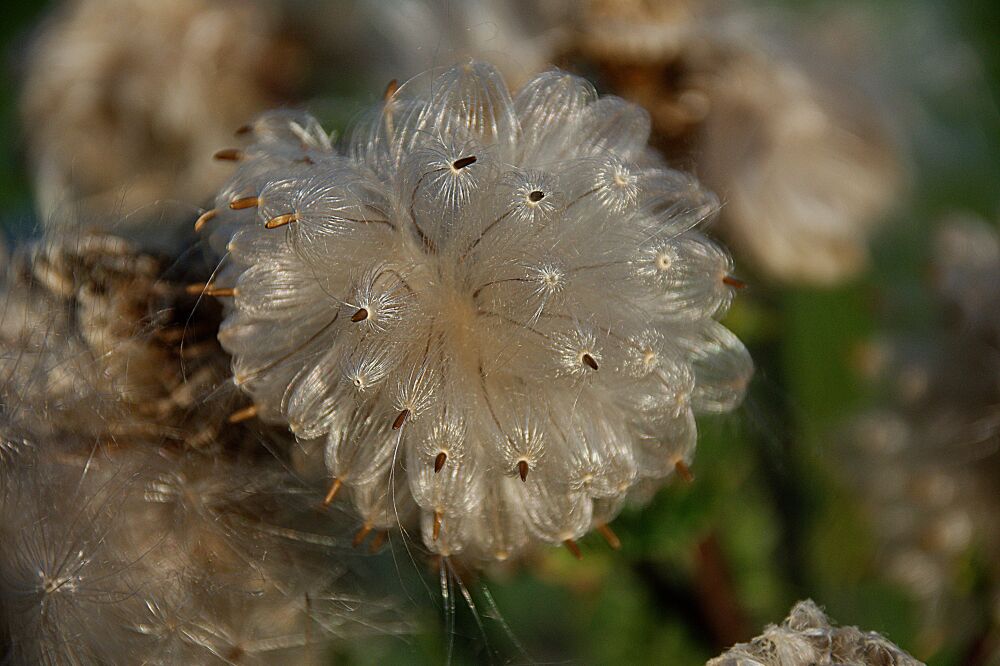 Een uitgebloeide langstekelige distel