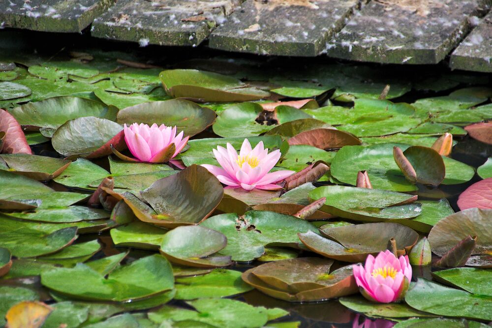 Bloeiende roze waterlelies in De Rijp (Noord-Holland)