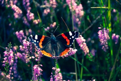 Een vlinder op de heide