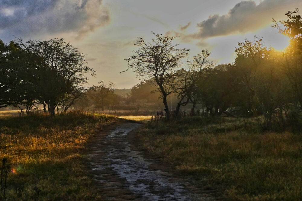 Vroege ochtendzon in de Amsterdamse Waterleidingduinen