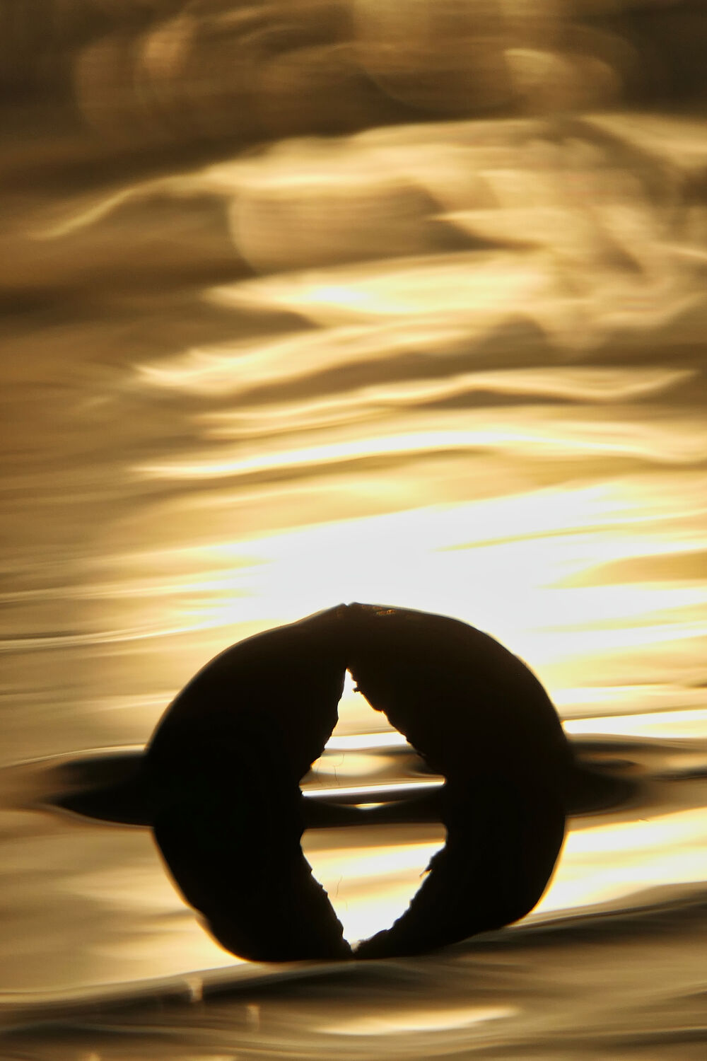 Schelp van Mossel met reflectie van zonlicht op golvend zeewater