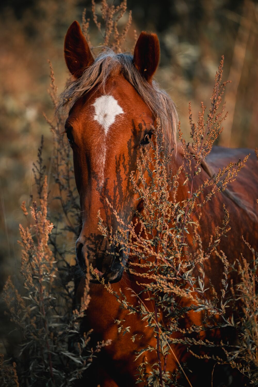 Verborgen Majesteit - Paard in de Natuur