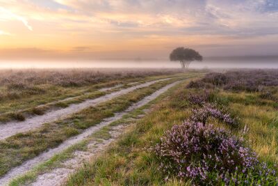 Heide tijdens een mistige zonsopgang