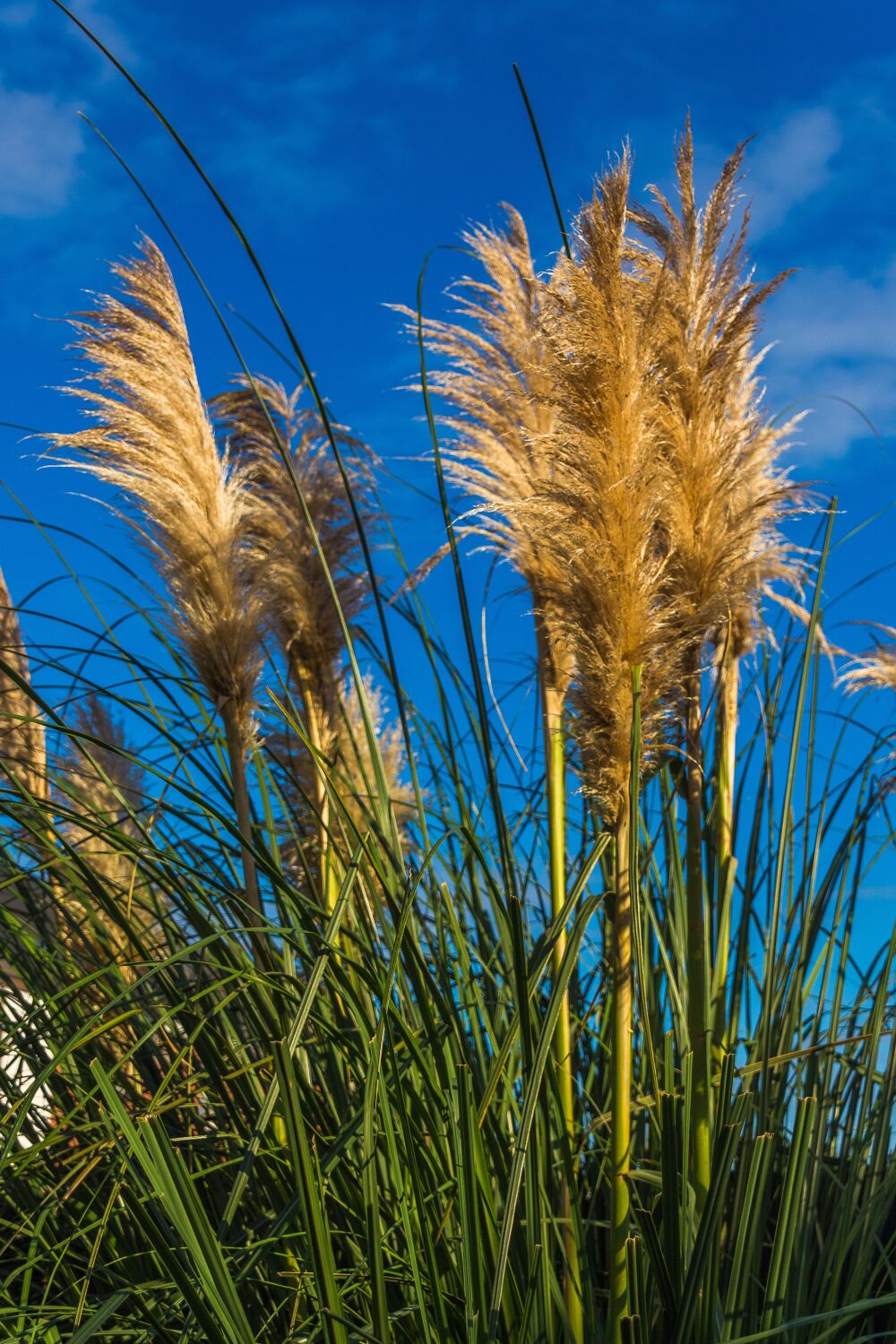 Pluimen tegen een blauwe lucht