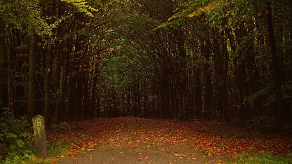 Herfst in het bos