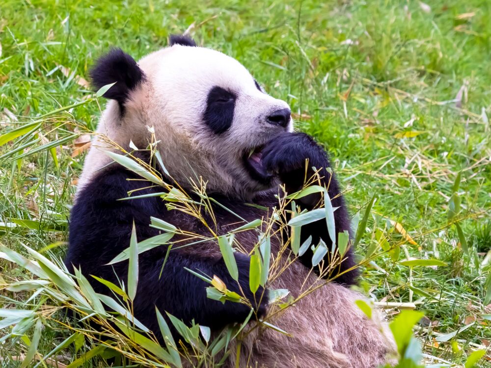 Panda