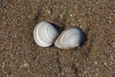 Verliefde schelpen op het strand