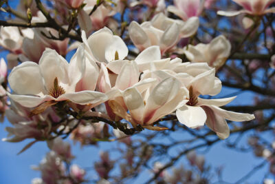 Bloeiende magnolia op een voorjaarsmiddag