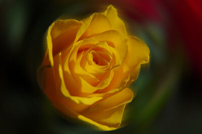 Een gele roos kijkend naar het zonlicht