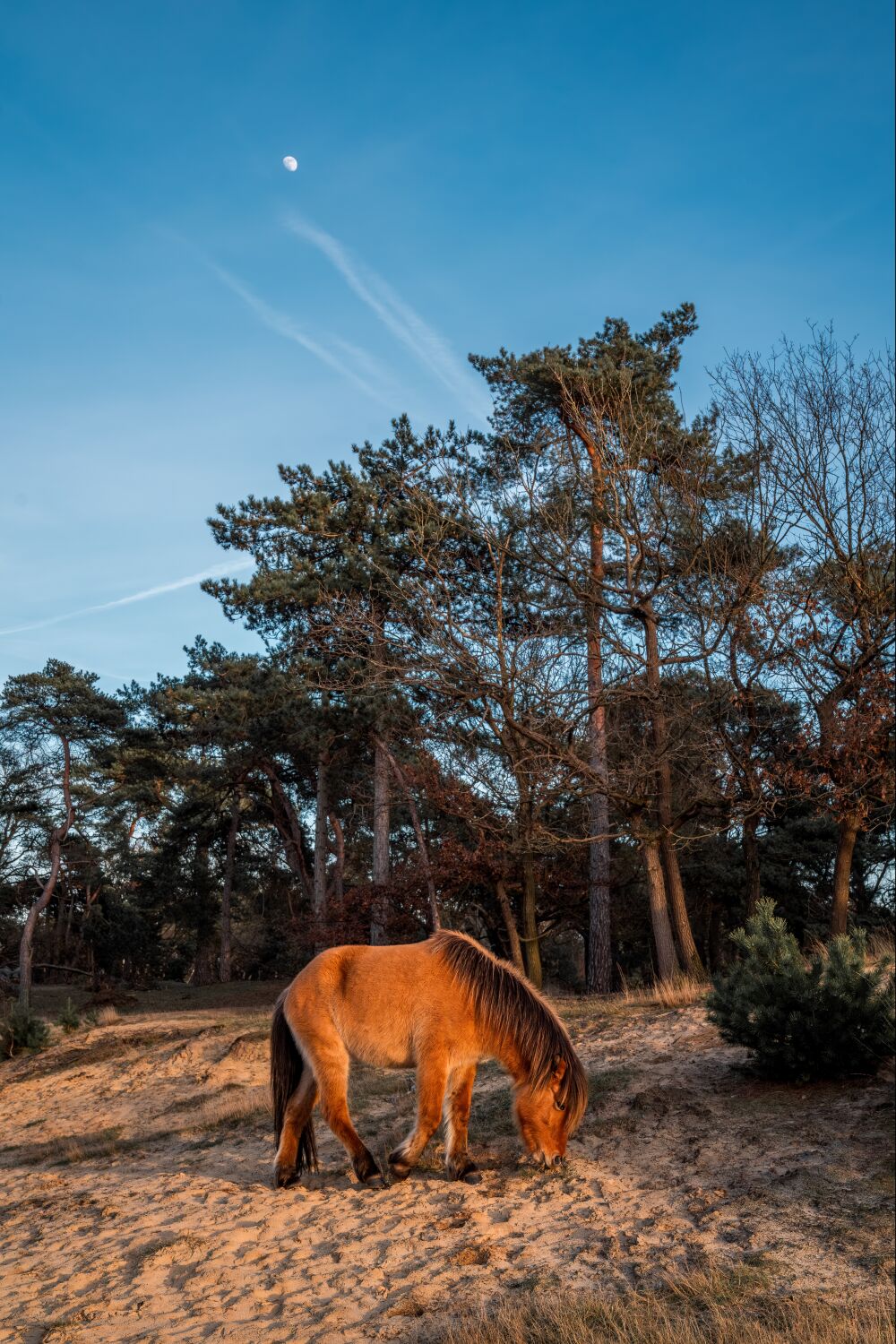 Sanftes Grasen unter dem Mond Pony in einer bewaldeten Dünenlandschaft Dieses stimmungsvolle