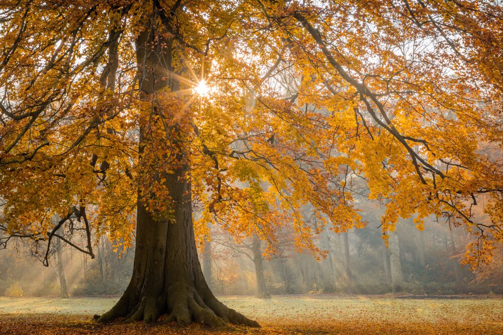 Oude Boom in Herfstbos met Zonnestralen en Gouden Bladeren