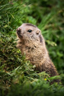 Marmot Looking For Food